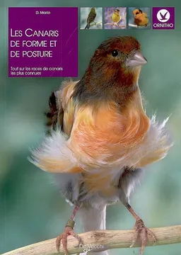 Les canaris de forme et de posture : tout sur les races de canaris les plus connues | Domenico Mario