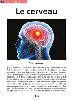 Le cerveau | Cathy Franco