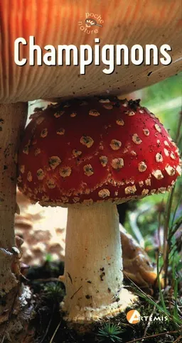 Champignons | 
