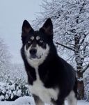 Snowdog