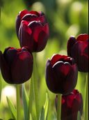 Tulipan