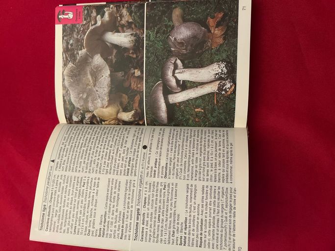 La nature en couleurs « Les champignons » | Helmut et Renate Grünert