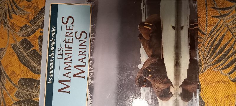 Les mammifères marins | Patrice LERAUT