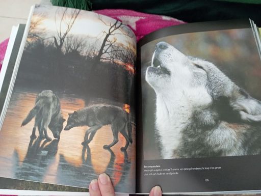 Les loups sauvages et fascinants | Tom Jackson
