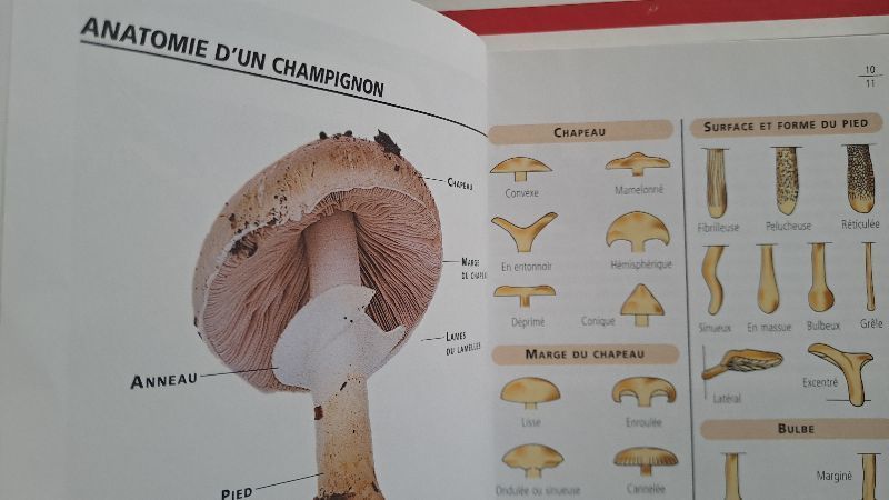 Le mini guide des champignons | Jean-Marie Polese
